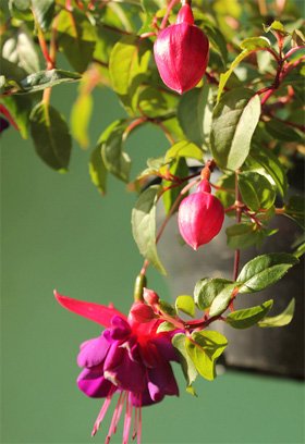 Fuchsia speciosa