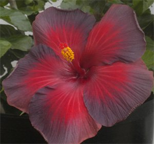 Hibiscus Nightfire