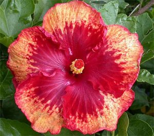 Hibiscus Tahitian Heat