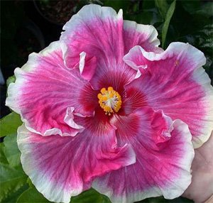 Hibiscus Tahitian Imperial