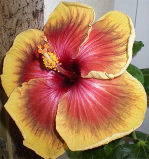 Hibiscus Tahitian Imperial Topaz
