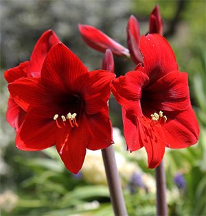Hippeastrum