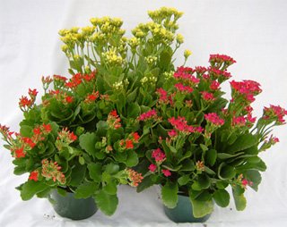 Kalanchoe
