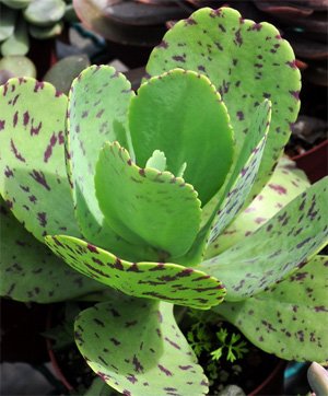 Kalanchoe marmorata