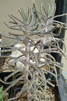 Kalanchoe tubiflora
