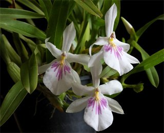 Miltonia spectabilis