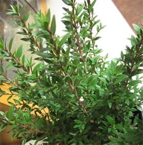 Myrtus communis