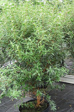 Myrtus communis