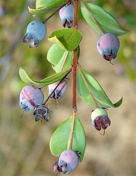 Myrtus