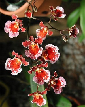 Oncidium
