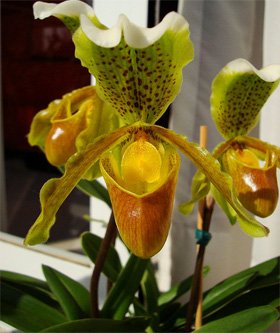 Paphiopedilum
