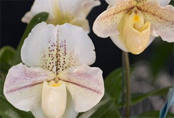 Paphiopedilum