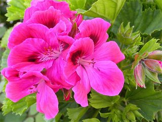 Pelargonium domesticum