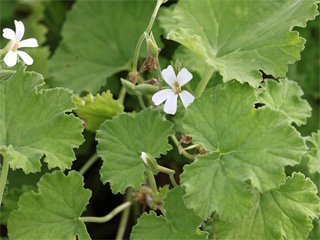 Pelargonium odoratissimum