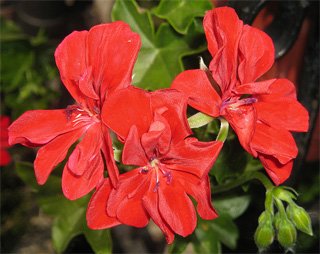 Pelargonium peltatum