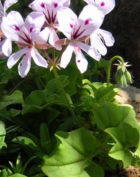 Pelargonium peltatum