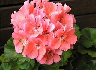 Пеларгония