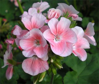 Pelargonium zonale