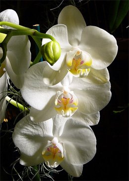 Phalaenopsis amabilis