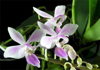 Phalaenopsis equestris