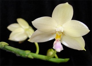Phalaenopsis floresensis