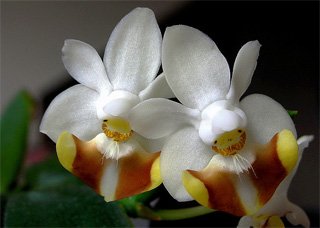 Phalaenopsis lobbii