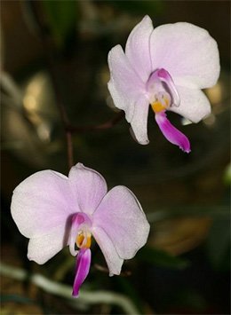 Phalaenopsis lowii