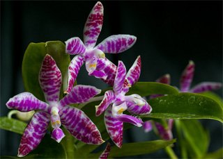 Phalaenopsis lueddemanniana