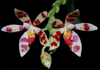 Phalaenopsis maculata