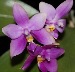 Phalaenopsis violacea