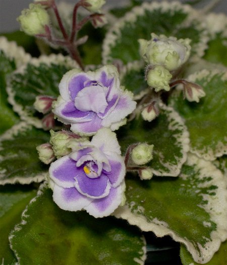 Saintpaulia hybrida