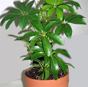 Schefflera