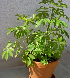Schefflera