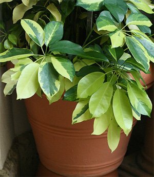 Schefflera arboricola