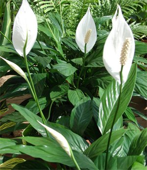 Spathiphyllum