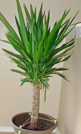 Yucca elephantipes