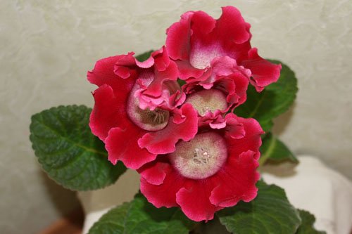 Tigrinum Red