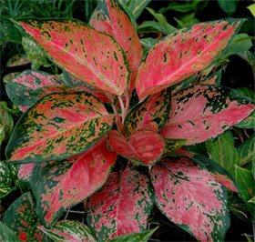 Aglaonema red