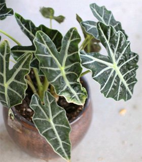 Alocasia sanderiana