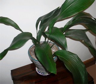 Аспидистра Aspidistra