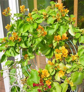 Цветущая бугенвиллия комнатная Bougainvillea