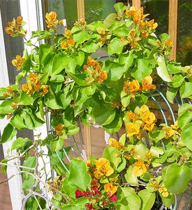 Bougainvillea