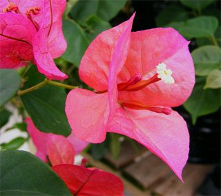Бугенвиллия комнатная Bougainvillea