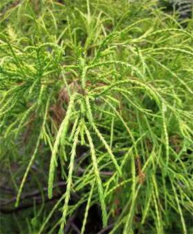 Chamaecyparis pisifera Chamaecyparis pisifera