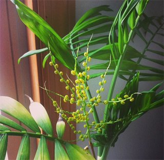 Хамедорея элеганс Хамедорея элеганс