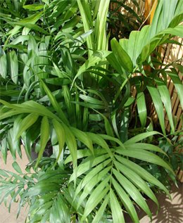 Chamaedorea elegans Chamaedorea elegans