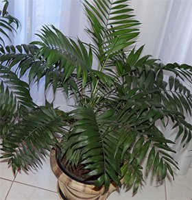 Chamaedorea elegans Chamaedorea elegans