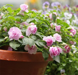 Double Impatiens Double Impatiens