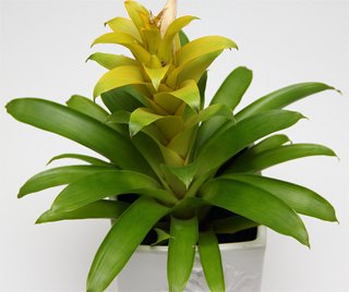 Guzmania Guzmania