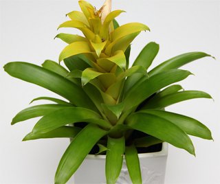 Guzmania